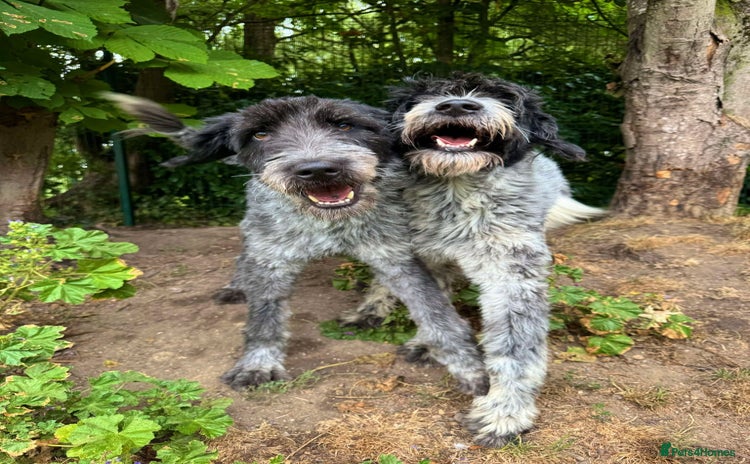 Mixed Breed dogs - Advert 5