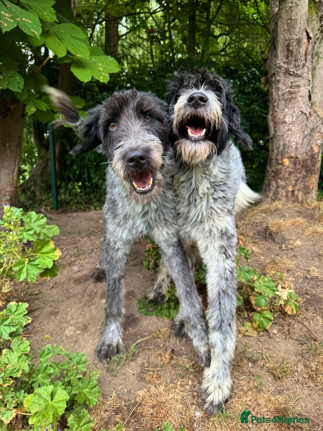 Mixed Breed dogs for adoption: Noodle and Lulu Lemon are in need of a home! - Image 1