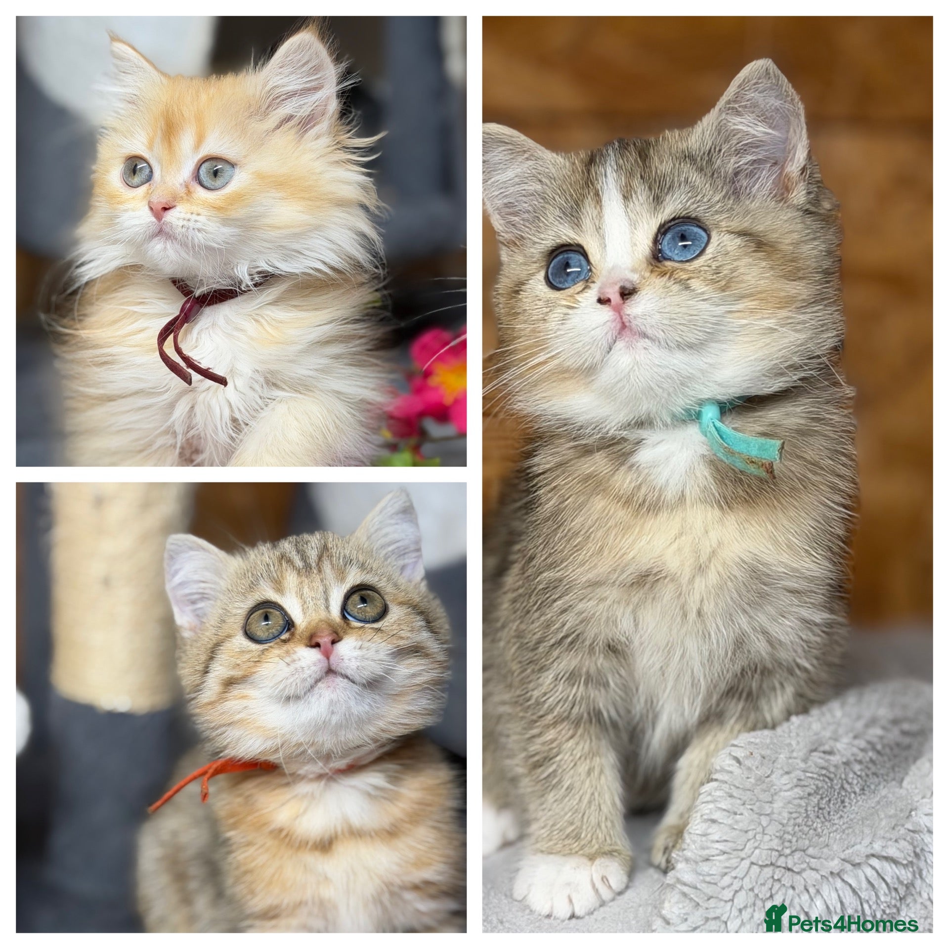 British Shorthair cats British shorthair/longhair golden kittens TICa - Advert 14