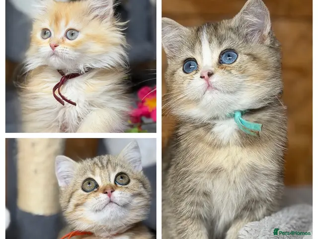 British Shorthair cats for sale: British shorthair/longhair golden kittens TICa - Advert 4