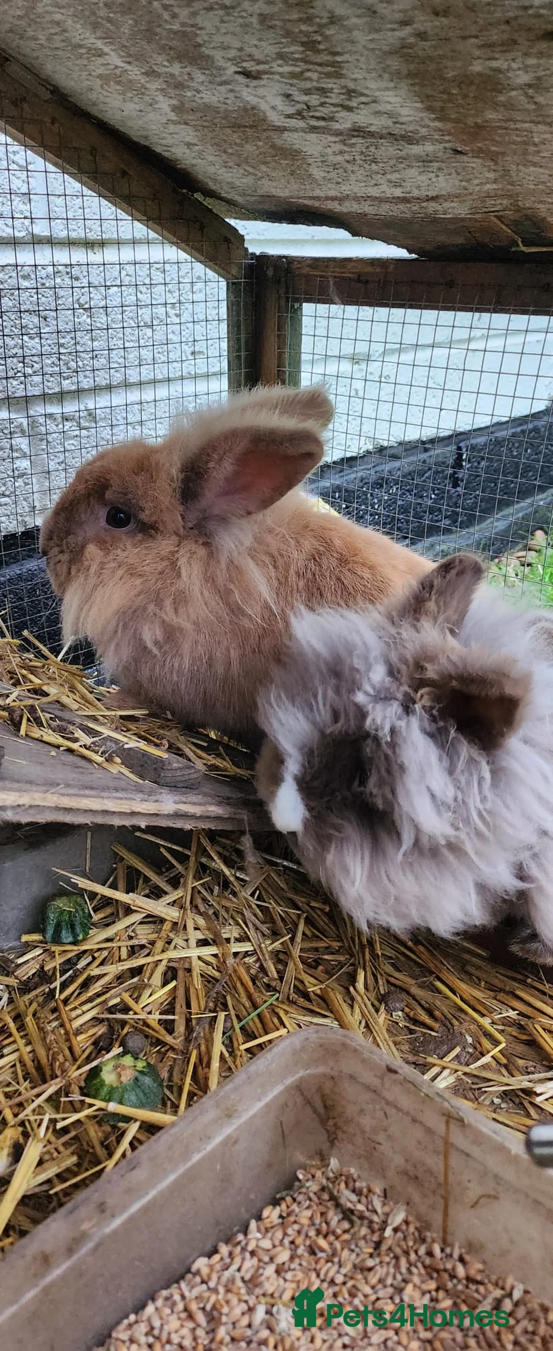 Mixed Breed rabbits for sale: Rabbit pair male and female - Advert 6
