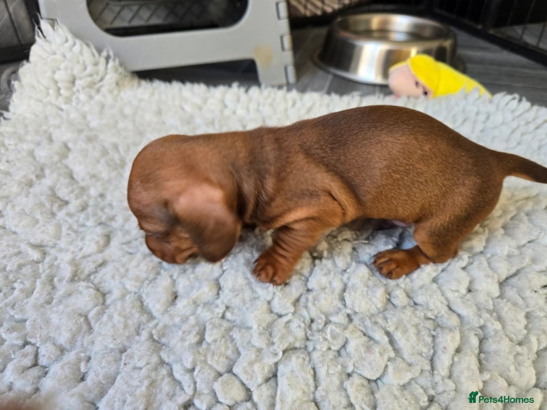 Miniature Dachshund dogs for sale: ✨5star✨ True miniatures, Licenced breeder, KC reg - Image 8