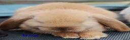 Mini Lop rabbits for sale: Pure mini lop Bunny ready from 12/06 - Advert 7