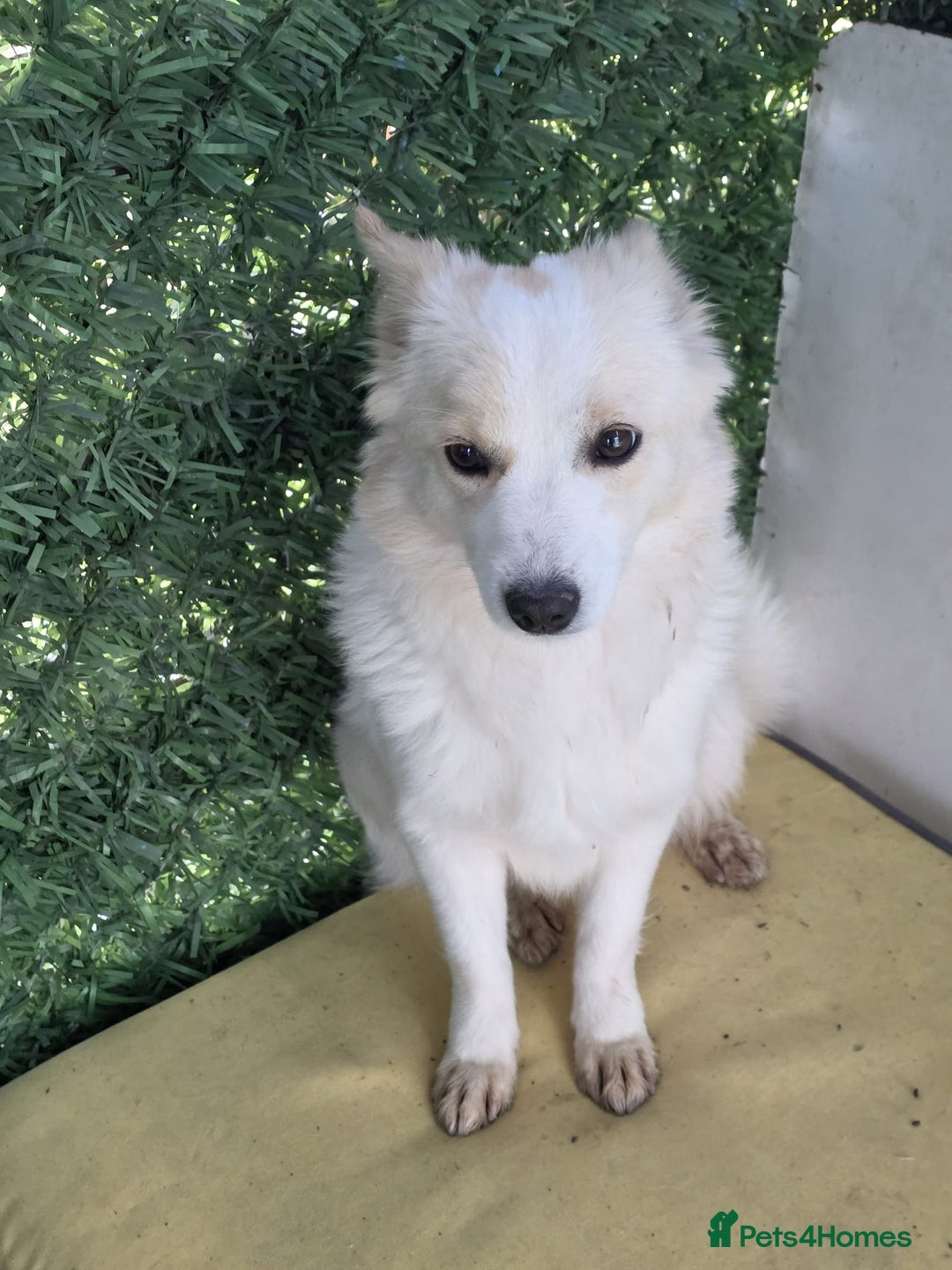 German Spitz dogs for adoption: Rescued Spitz Lola Looking For Her New Home - Advert 4
