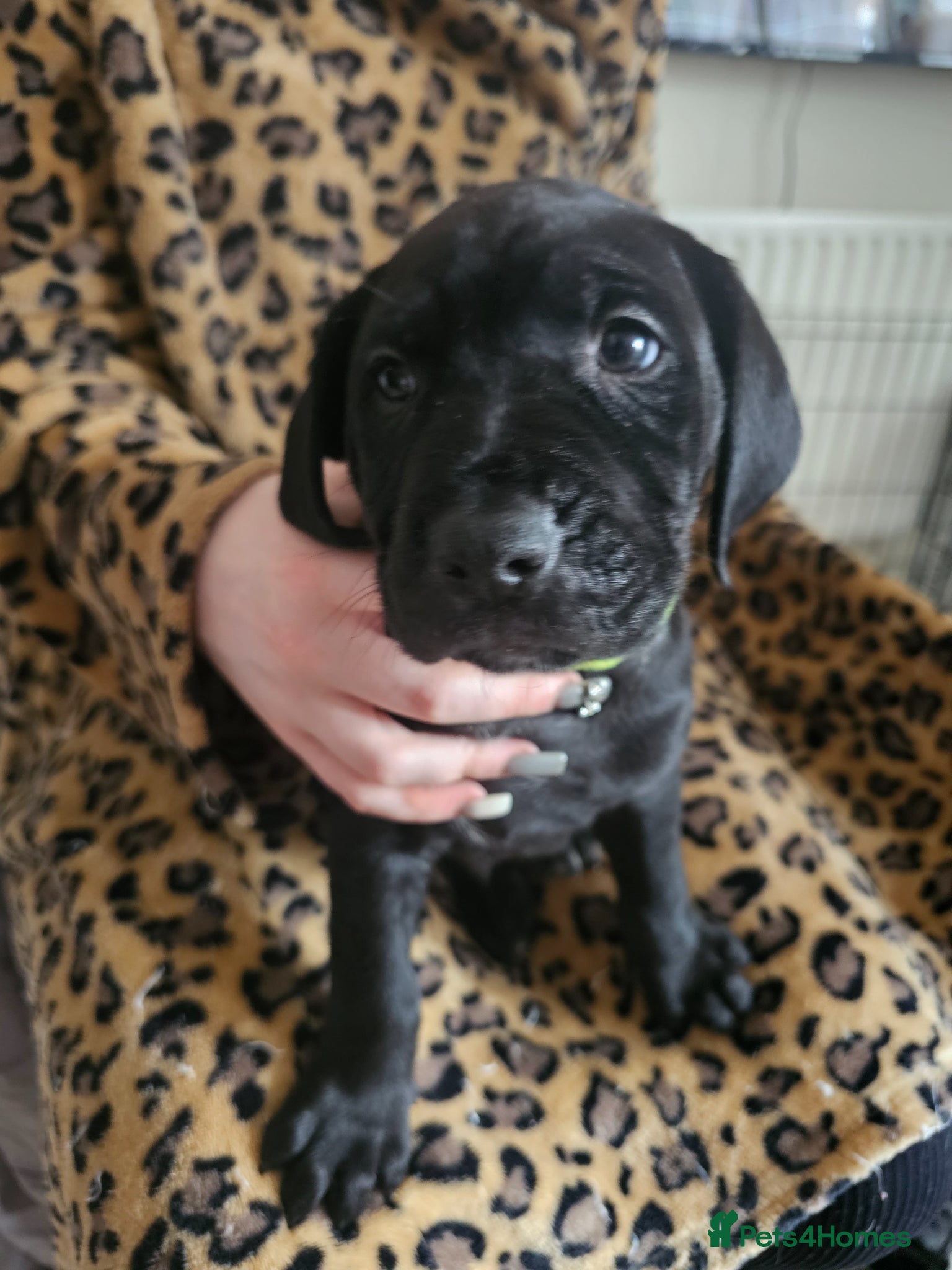 Mixed Breed dogs Bullmastiff cross puppies - Advert 17