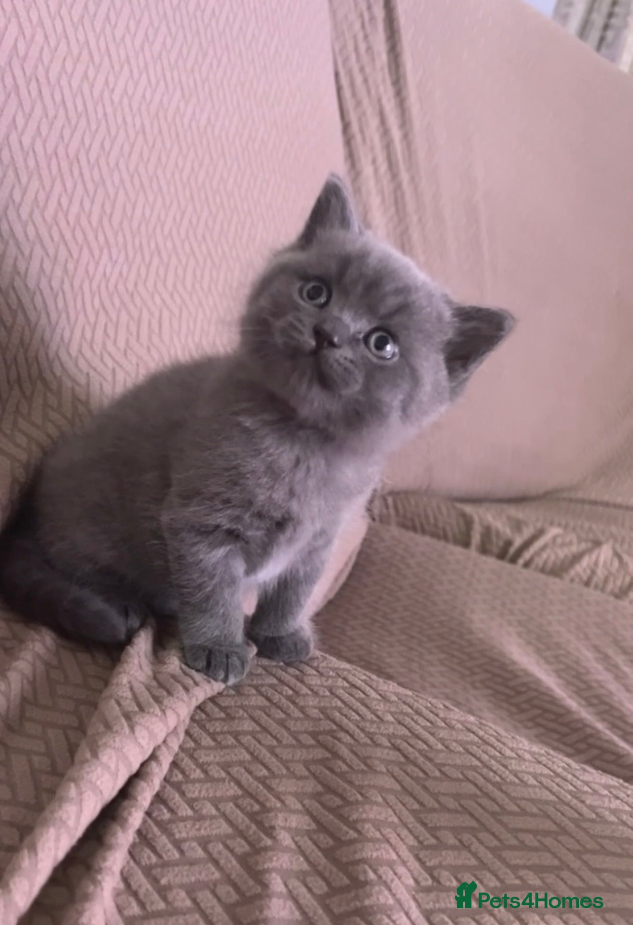 British Shorthair cats British shorthair kitten - Advert 5