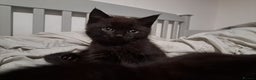 Mixed Breed cats for sale: Black kittens for sale - Advert 2