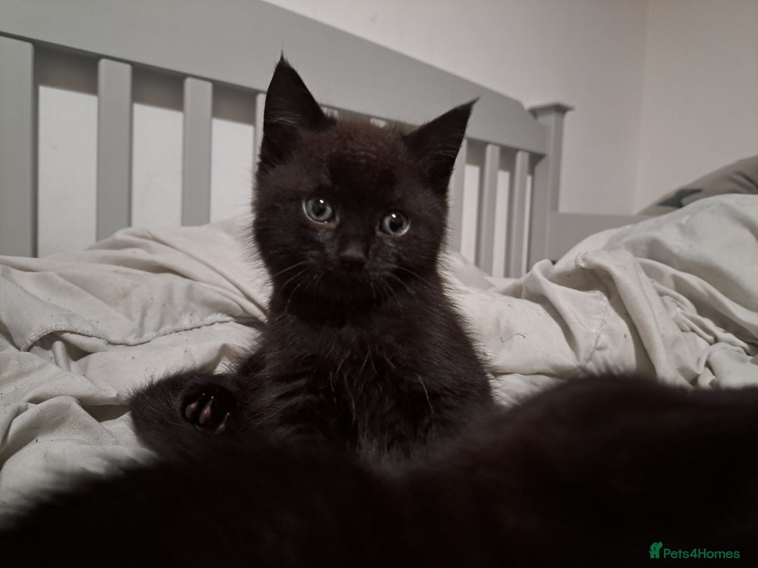 Mixed Breed cats for sale: Black kittens for sale - Advert 2