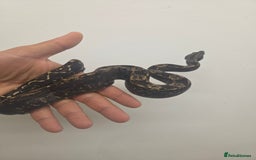 Boa Snake reptiles for sale: Unreal morph hog island boa with full setup  - Image 3