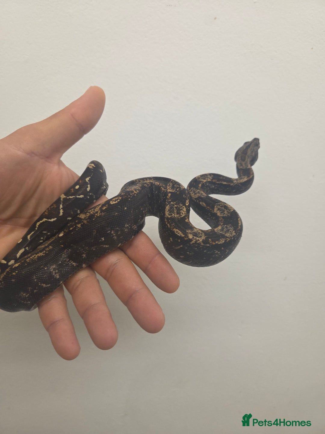 Boa Snake reptiles for sale: Unreal morph hog island boa with full setup  - Image 3
