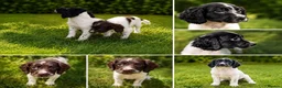 English Springer Spaniel dogs for sale: English springer spaniels  - Advert 2