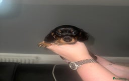 Miniature Dachshund dogs for sale: 3 girl miniature dachshunds  - Image 6