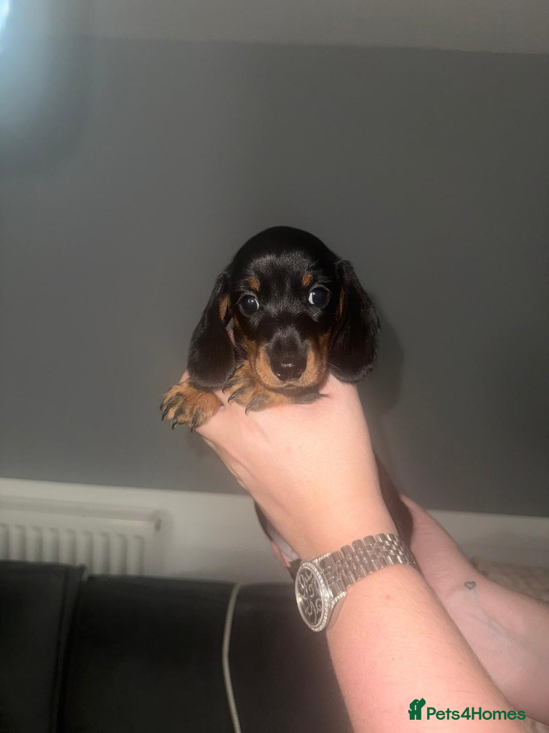 Miniature Dachshund dogs for sale: 3 girl miniature dachshunds  - Image 6