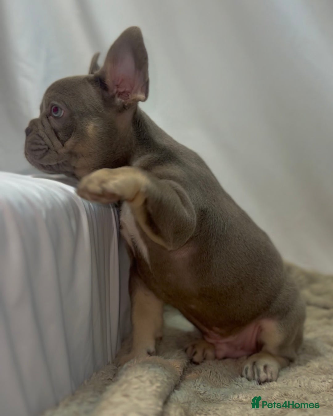 French Bulldog dogs for sale: 💕🐾 Stunning French bulldogs 🐾💕 - Advert 5