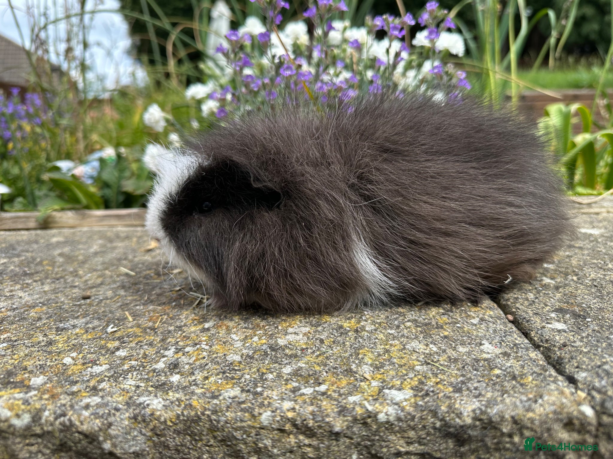 Guinea Pig rodents Pair of Friendly Swiss guinea pig boars (boys)  - Advert 1