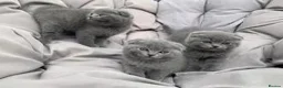 Scottish Fold cats for adoption: Scottish Fold kittens - Advert 3