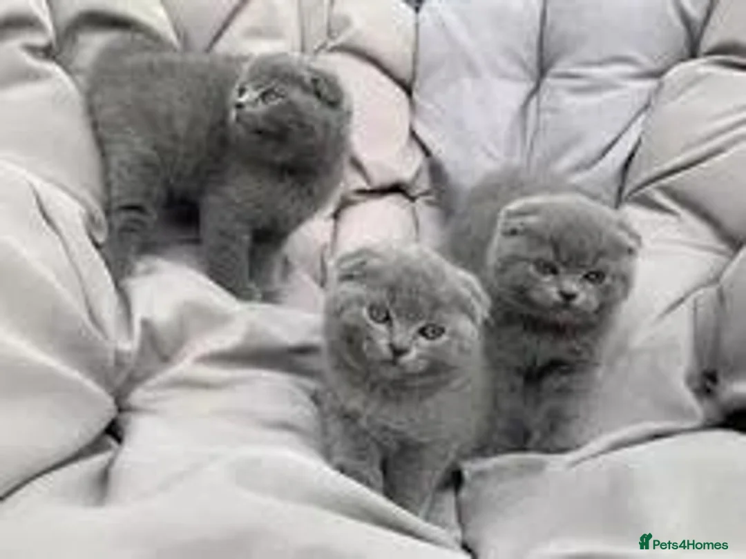 Scottish Fold cats for adoption: Scottish Fold kittens - Advert 3