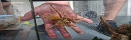 Tarantulas invertebrates for sale: X2 AF Tarantulas  - Advert 2