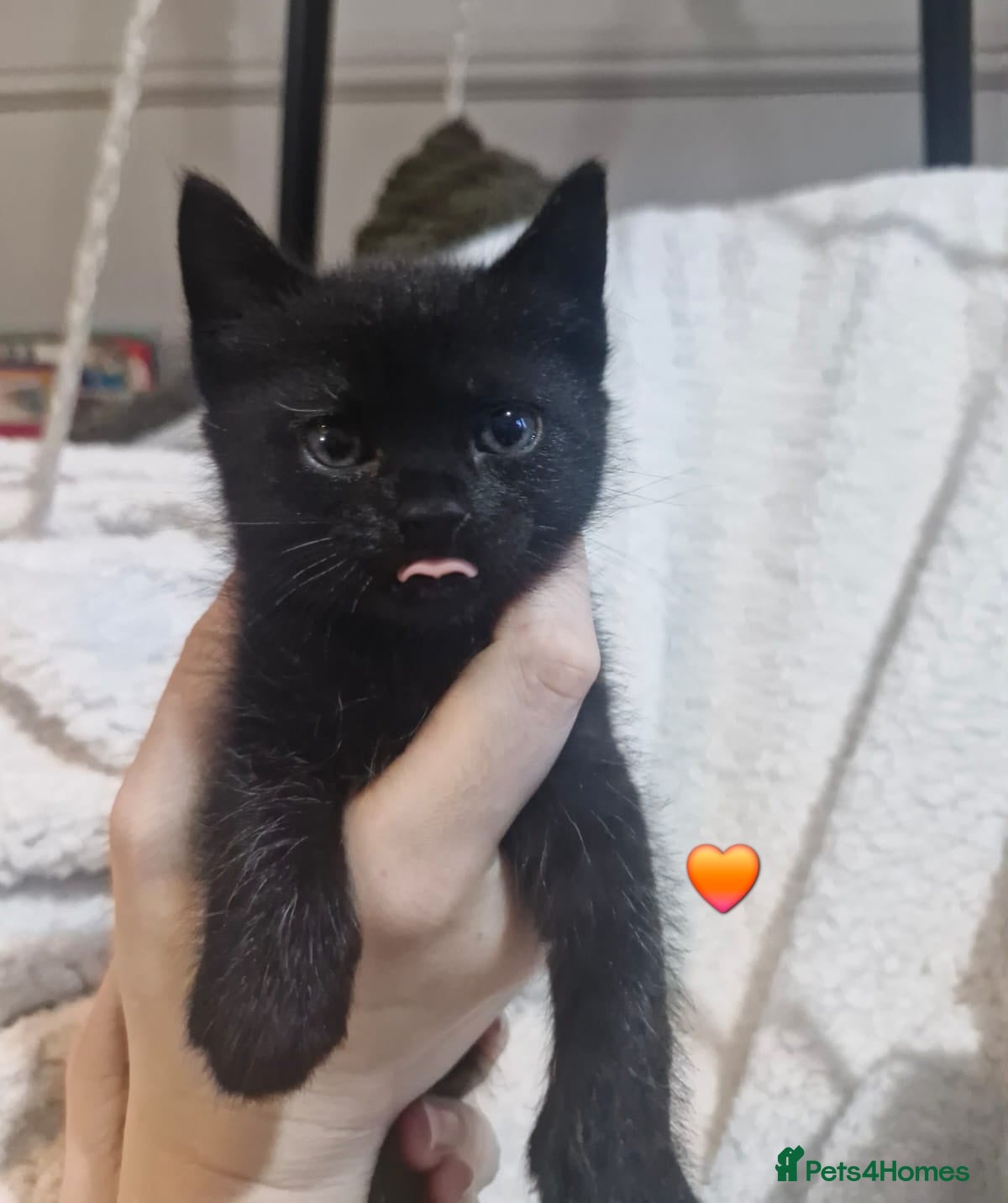 Mixed Breed cats Short-hair / Sphyx Sweeties Ready to View  - Advert 1