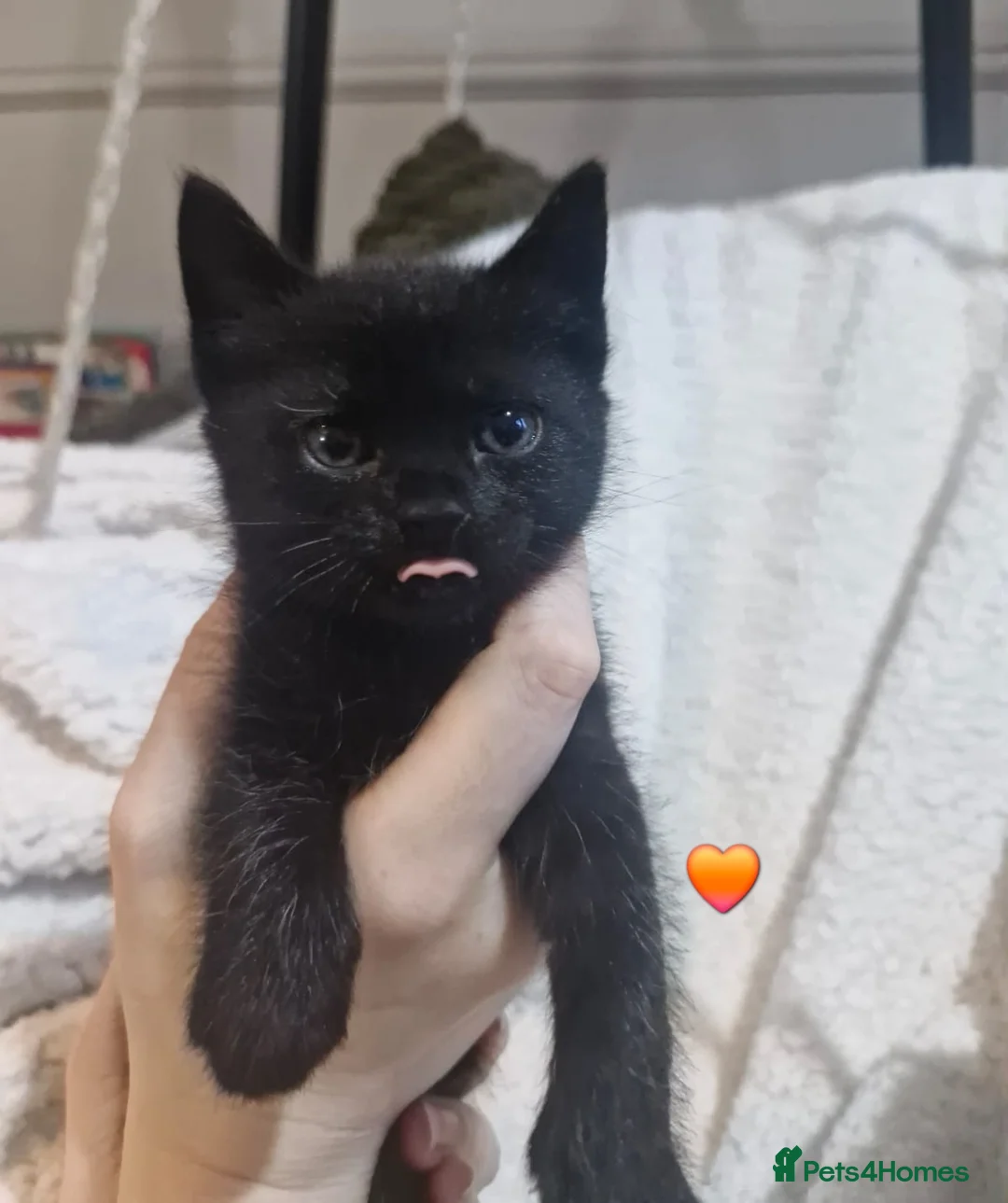 Mixed Breed cats for sale: Short-hair / Sphyx Sweeties Ready to View  - Advert 1