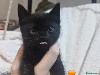 Mixed Breed cats Short-hair / Sphyx Sweeties Ready to View - Advert 1