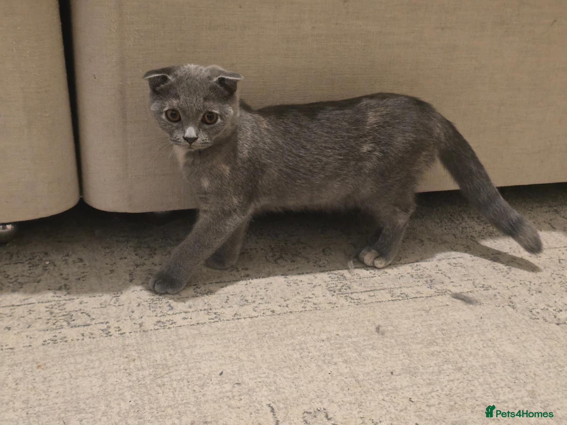 Scottish Fold cats TICA Vaccinated&Ready  toLeave SCOTTISH FOLD  - Advert 2