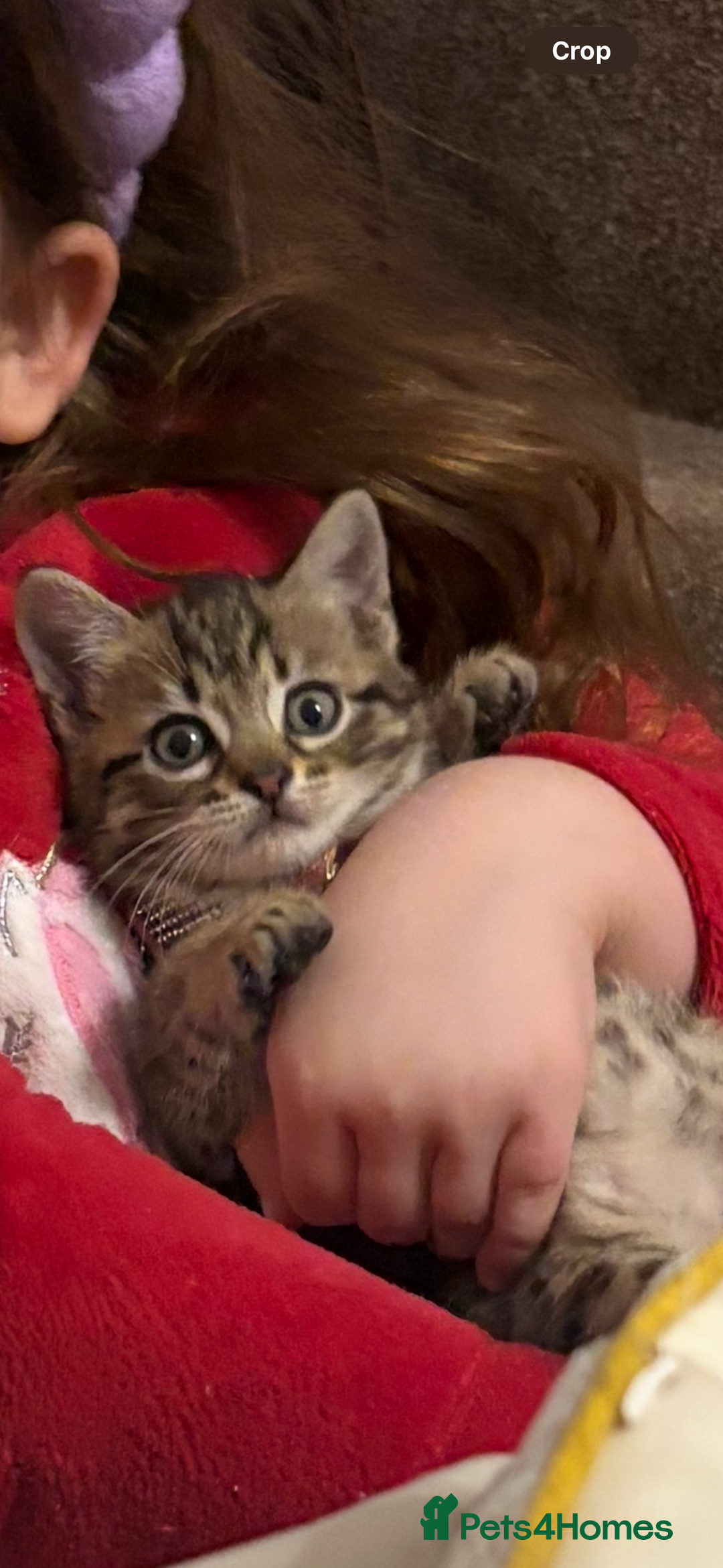 Bengal cats for sale: Female kitten called Luna  - Advert 5