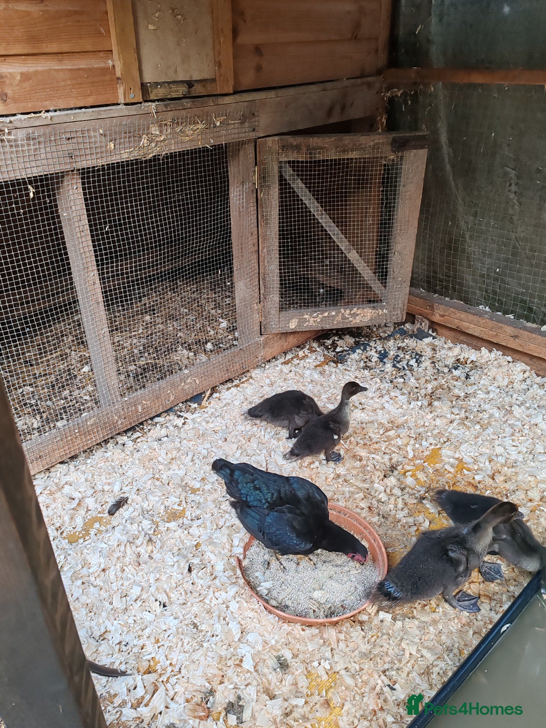 Ducks poultry for sale: Muscovy ducklings  - Image 2