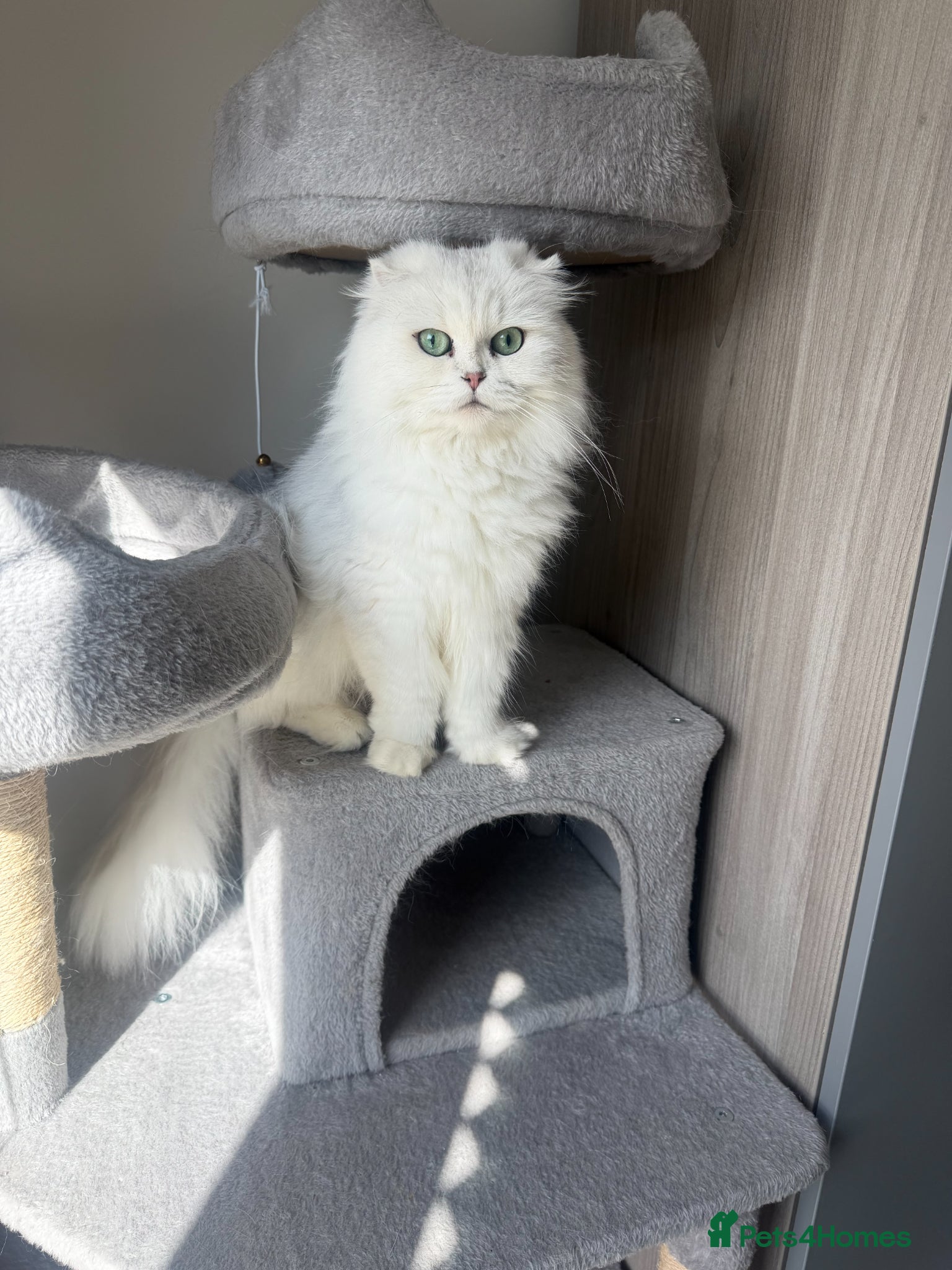 British Longhair cats  STUNNING RARE SILVER-GOLDEN BLH KITTENS AVAILABLE - Advert 3