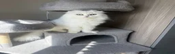 British Longhair cats for sale:  STUNNING RARE SILVER-GOLDEN BLH KITTENS AVAILABLE - Advert 3