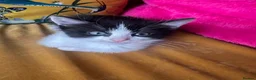 Mixed Breed cats for sale: Ragdoll x Turkish van kittens  - Advert 13