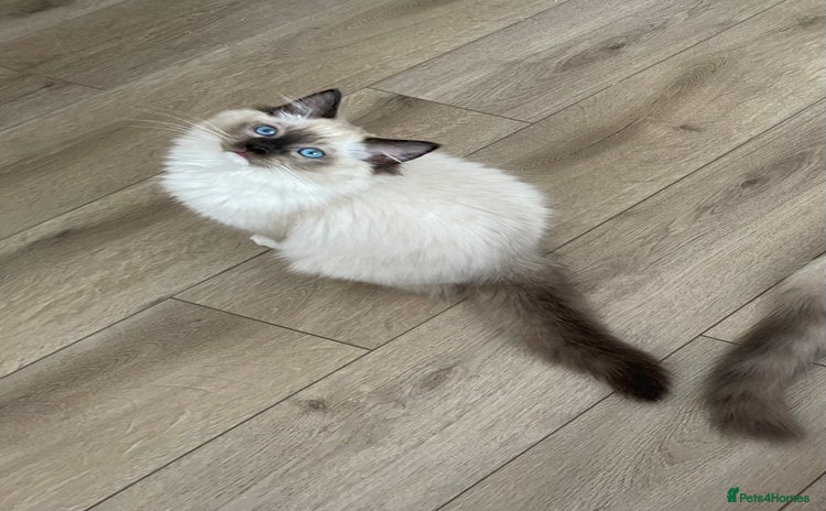 Ragdoll cats - Advert 2