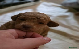 Cockapoo dogs for sale: 3 beautiful f1b cockapoo puppies  - Image 1