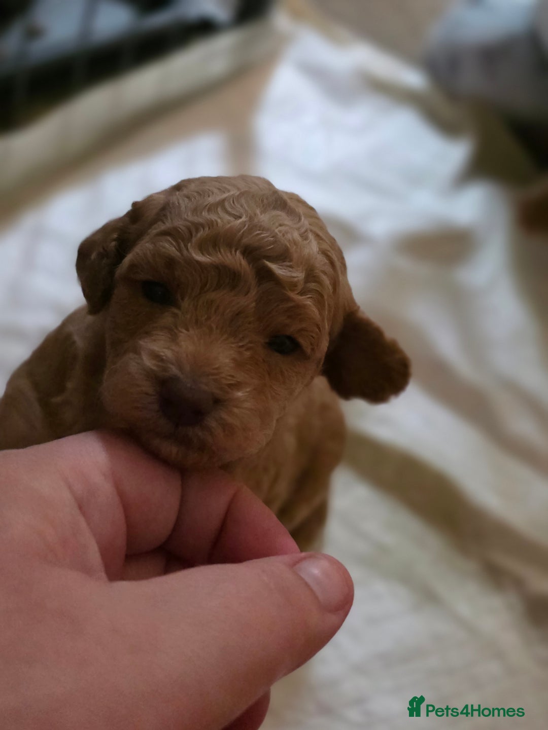 Cockapoo dogs for sale: 3 beautiful f1b cockapoo puppies  - Image 1