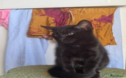 Mixed Breed cats for sale: 2 Adorable Black Girl Kittens Looking for Homes - Image 2