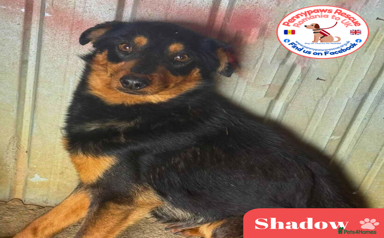 Mixed Breed dogs - Advert 12