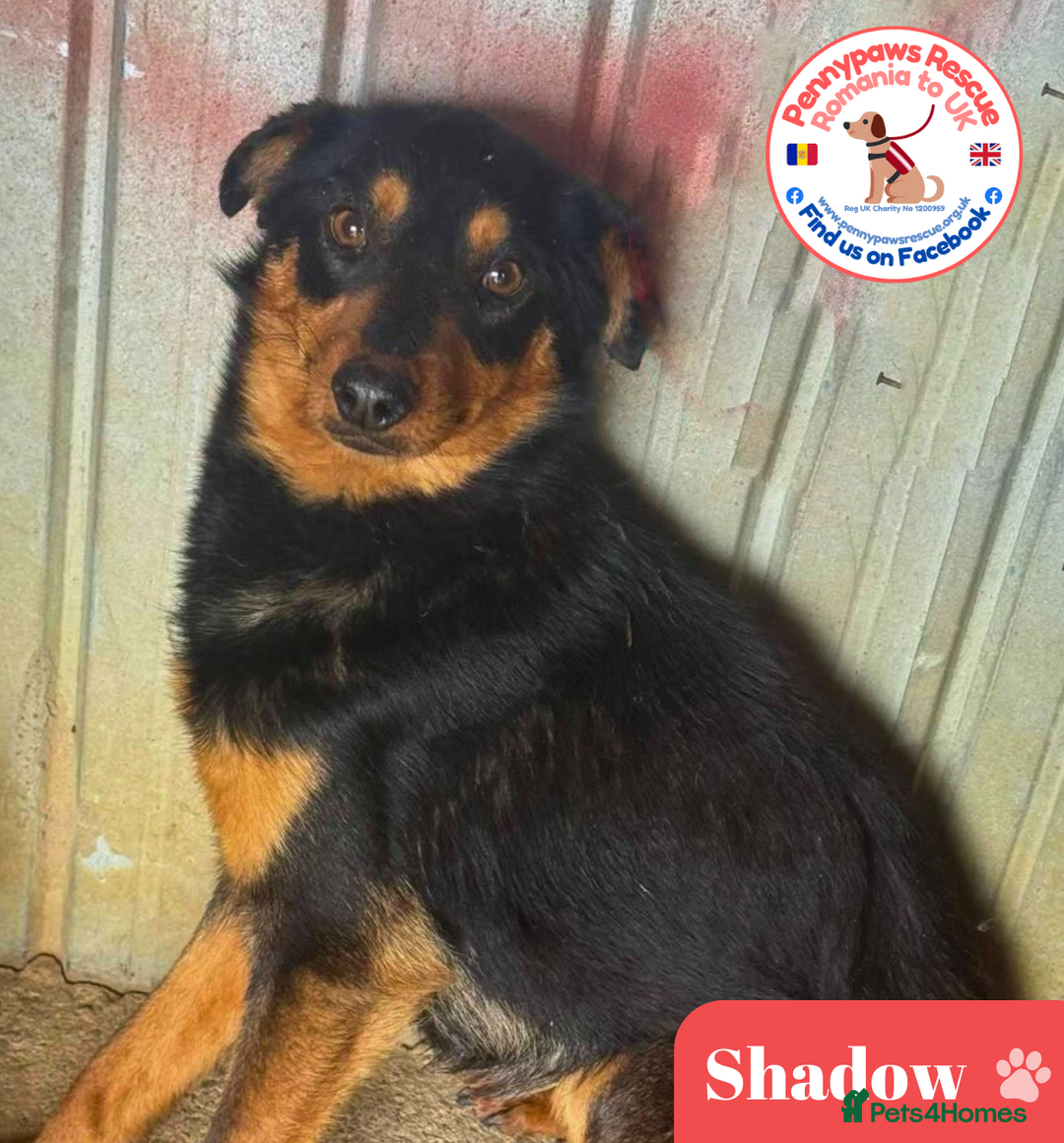 Mixed Breed dogs for adoption: 💝🐾 🐾Introducing SMALL CUTE BOY 🐾SHADOW 🐾 🐾 - Image 1
