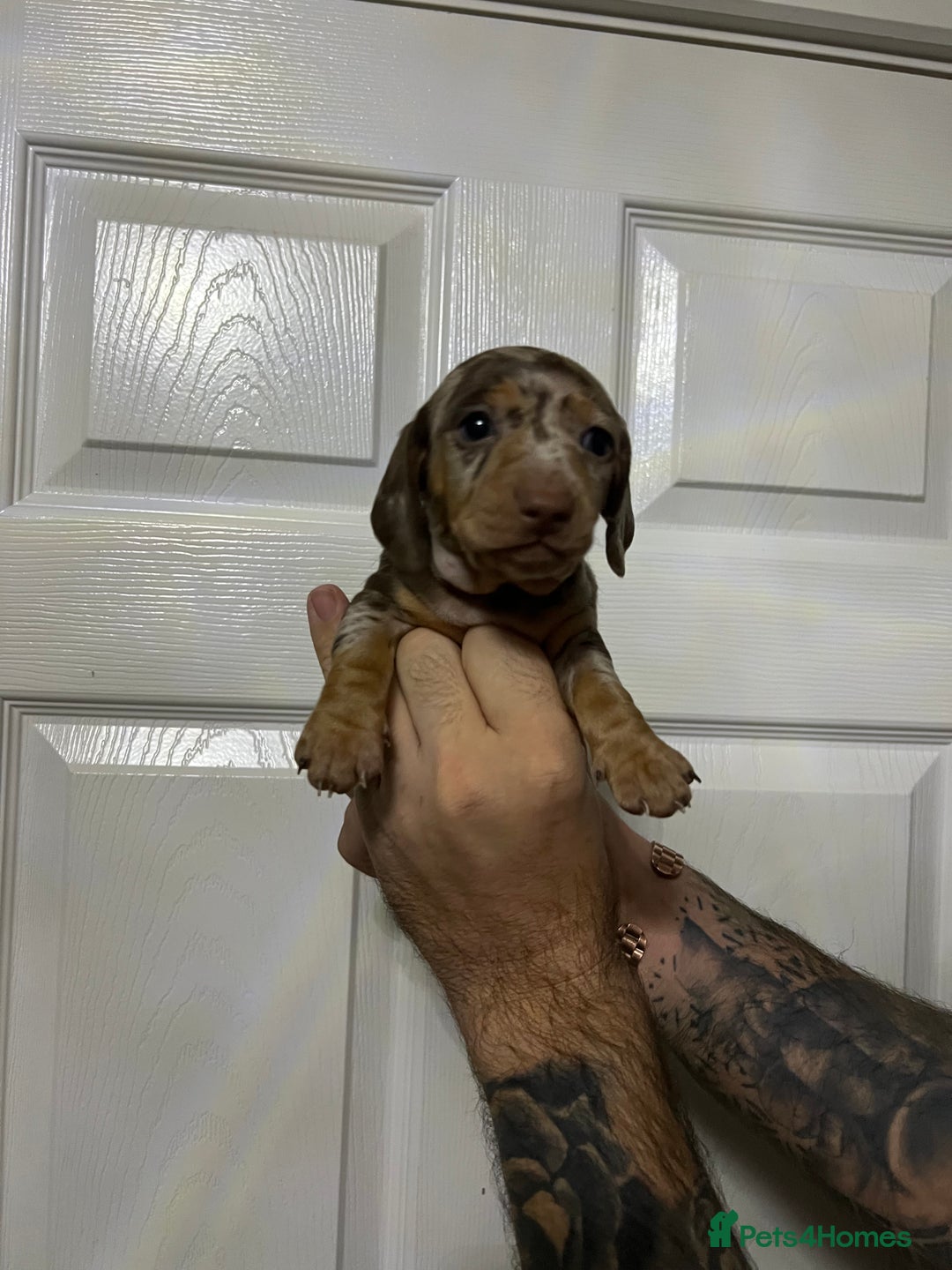 Miniature Dachshund dogs for sale: Isabelle tan dapple miniature dachshund KC reg - Advert 11