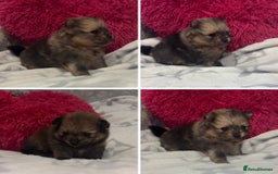 Pomeranian dogs for sale: Kc registered Pomeranians  - Image 7