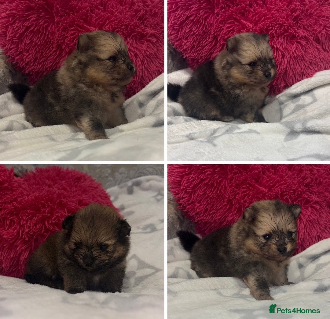 Pomeranian dogs for sale: Kc registered Pomeranians  - Image 7