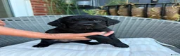 Sprocker dogs for sale: Sprocker spaniel  - Advert 22