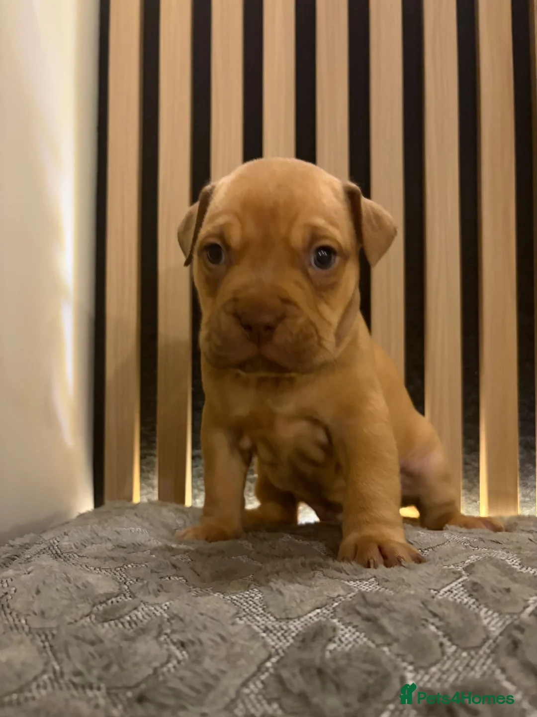 Mixed Breed dogs for sale: 🐾 English Bulldog x American Staff Puppies 🐾  - Advert 2