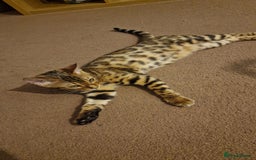 Bengal cats for sale:  🌟 Stunning Bengal Kittens  🌟 🥰🥰 - Image 11