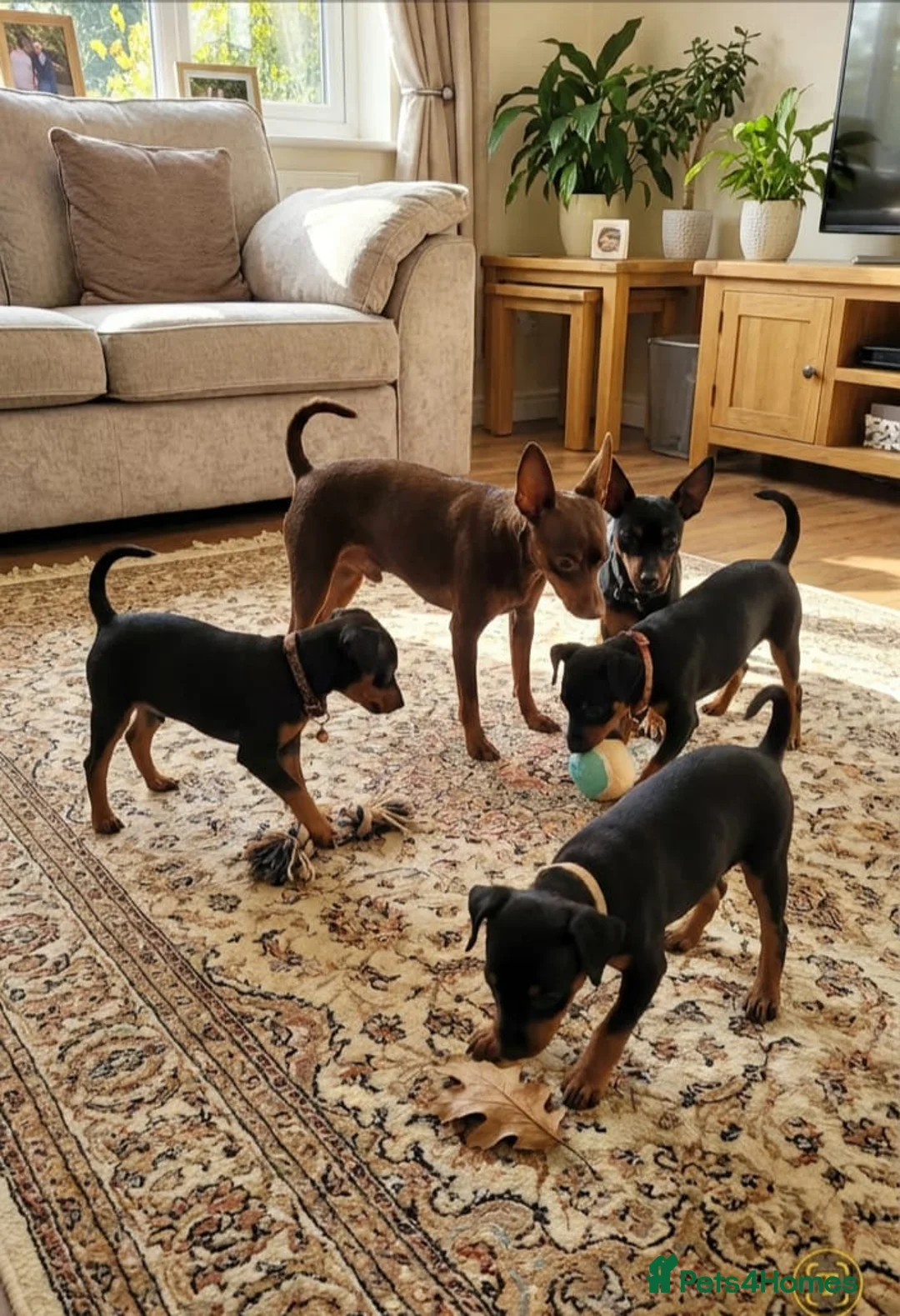 Gallery Image {{count}}