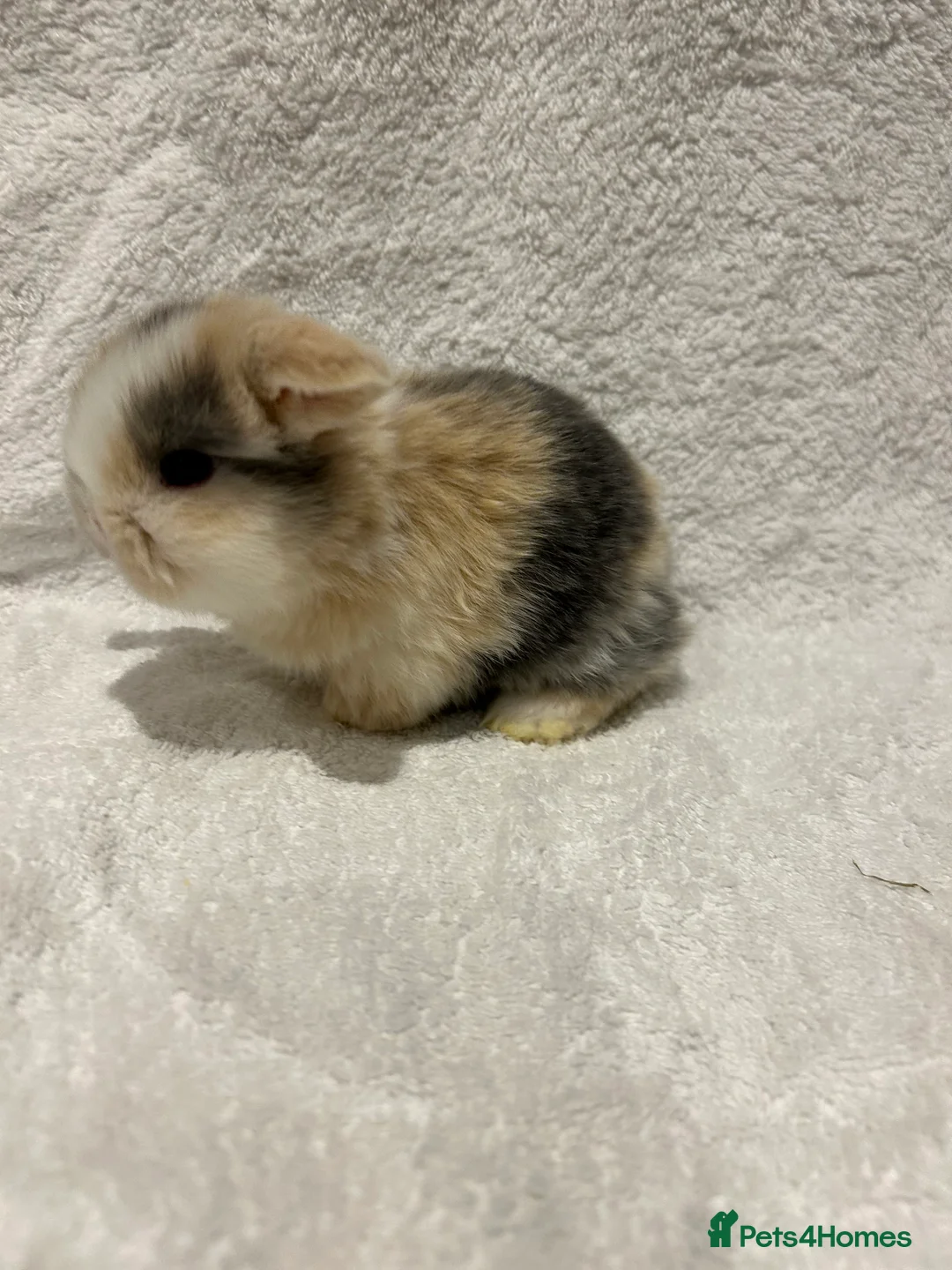 Mini Lop rabbits for sale: Pure Bred Mini Lop Baby Rabbits - Advert 3