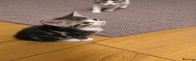 Bengal 1