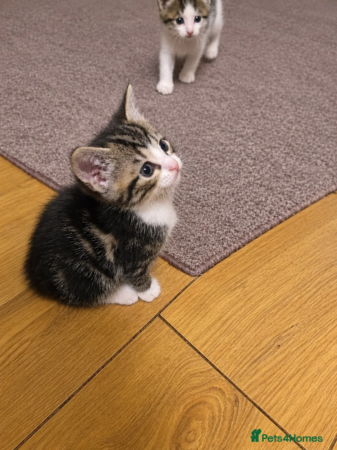 Bengal cats for sale: Bengal mix kittens for sale 2 female  - Advert 3