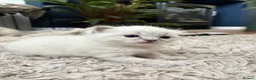 Ragdoll cats for sale: Beautiful ragdoll kittens for sale  - Advert 6