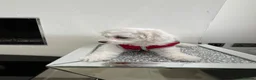 Bichon Frise dogs for sale: Purebred bichon frise - Advert 5