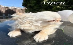 Chihuahua dogs for sale: KC qulity LC cream/white chihuahua puppies  - Image 8
